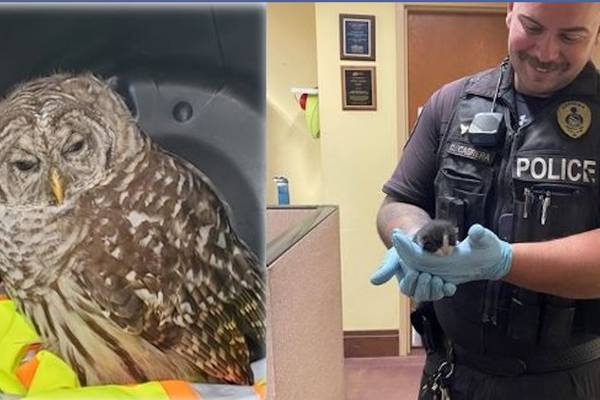 Washington state officers rescue owl, kitten