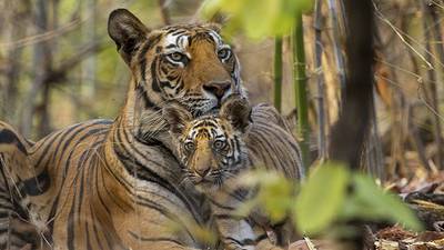 New for Earth Day on Disney+: Priyanka Chopra Jonas narrates Disneynature's 'Tiger'