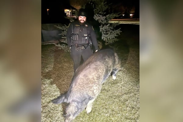 Footloose and fancy free: 450-pound pig named Kevin Bacon gets loose, pays visit to neighbors
