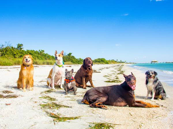 This Tampa Bay dog beach was named one of the best in America