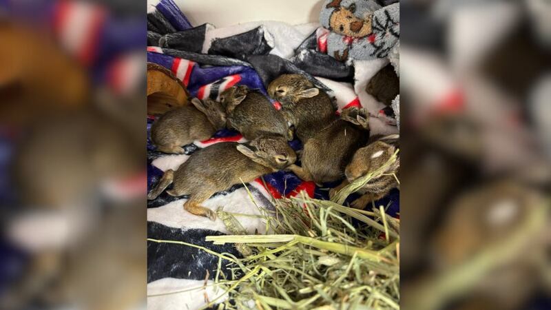 Investigators are searching for a suspect after a bag of baby rabbits was found in Macomb Township, Michigan last week.
