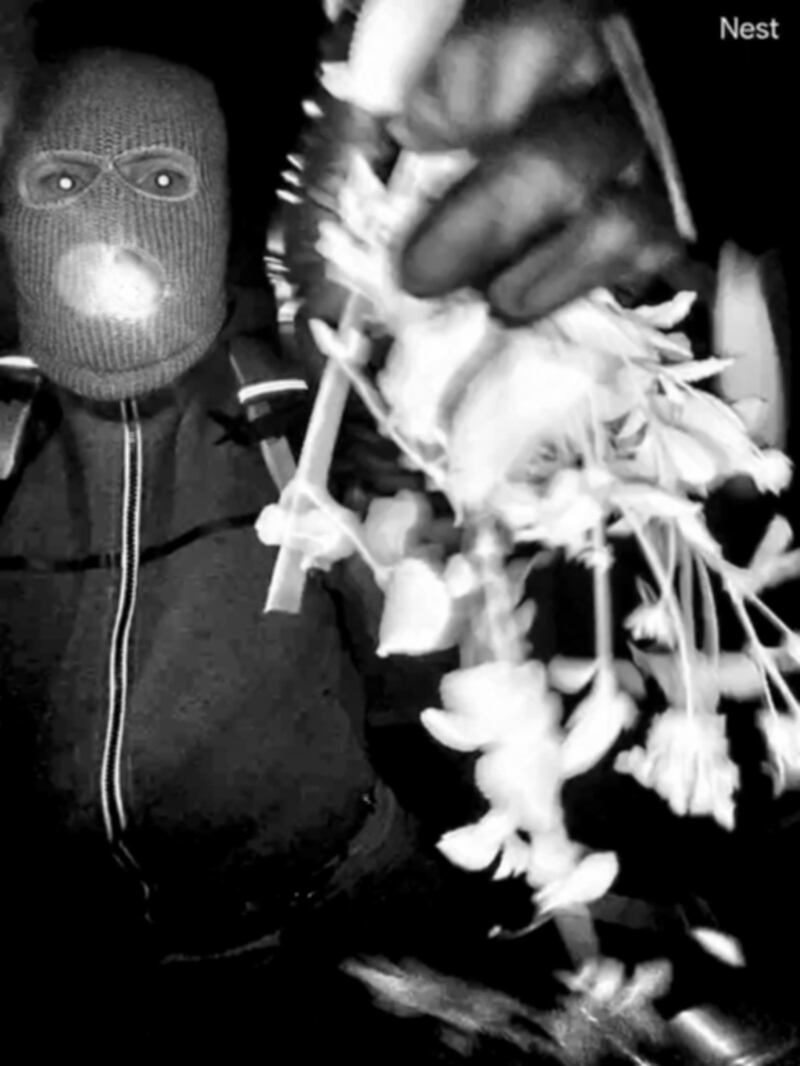 Suveillance images